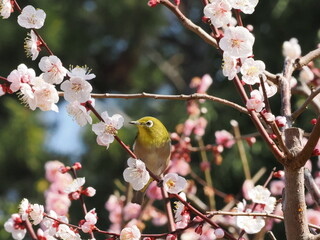 梅の枝に止まるメジロ