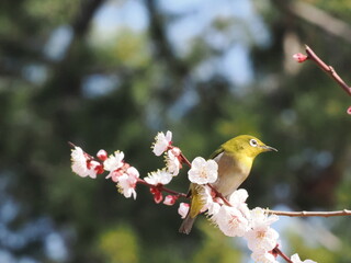 梅の枝に止まるメジロ