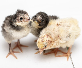 small colorful chickens on a light background