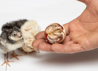 small colorful chickens on a light background