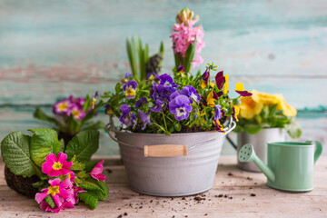 Spring flowers in a pot