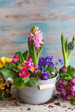 Spring flowers in a pot