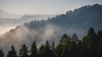 Misty mountains with fir forest in fog, foggy trees in morning light