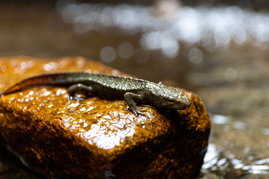 2023 Mar 01,Hong Kong.The Hong Kong warty newt or Hong Kong newt (Paramesotriton hongkongensis, ) is a species of salamander found in Hong Kong. 