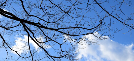 Baum mit Ästen, Silhuette in Schwarz vor blauen Hintergrund, Baum im Winter	