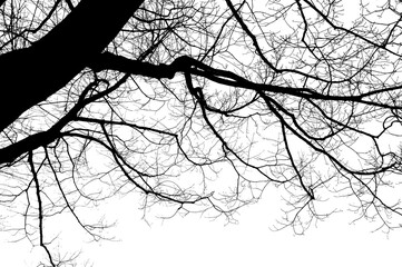 Kahler Baum mit Ästen im Winter, Silhuette in Schwarz vor weißen Hintergrund