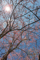 Phaya suae flower or sakura flower in Thailand