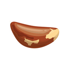 brazil nut healthy food cartoon vector illustration