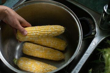 Peeled corn in a saucepan. Corn on the cob. Сooking of corn
