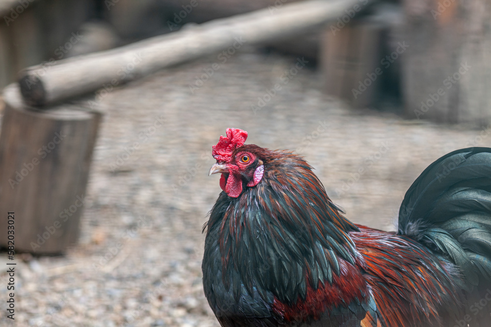 Poster portrait of a beautiful colorful rooster with a bright red comb. countryside concept with domestic b