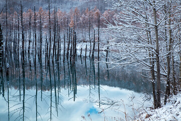 初雪と青い池（美瑛町）