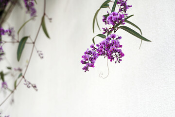 白壁にハーデンベルギアの紫の花