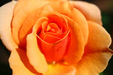 róża rose