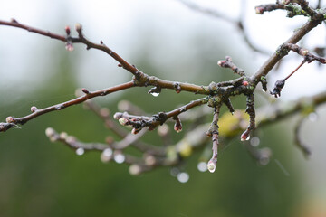 Rain drops on a tree branch, close up, early spring