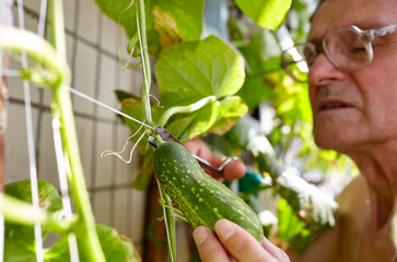 Men's hands harvests cuts the cucumber with scissors. Farmer man gardening in home greenhouse