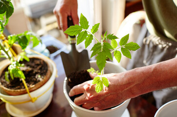 Old man gardening in home greenhouse. Men's hands planting tomato seedlings in the soil, selective focus. Planting and gardening at springtime