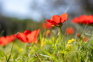 Obraz premium Blooming wild red anemones among green grass and yellow flowers