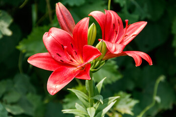 Oriental lily in flower bed in the garden