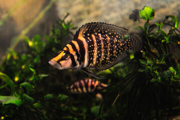 Altolamprologus calvus is a cichlid endemic to the southern shoreline of Lake Tanganyika in eastern Africa.