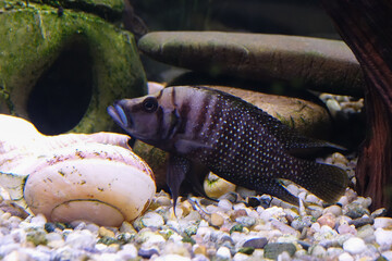 Altolamprologus calvus is a cichlid endemic to the southern shoreline of Lake Tanganyika in eastern Africa.