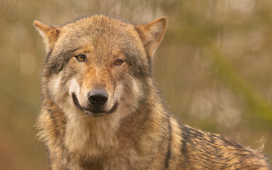 Naklejka na ściany i meble Eurasische Wolf oder Europäischer Grauwolf(Canis lupus lupus)