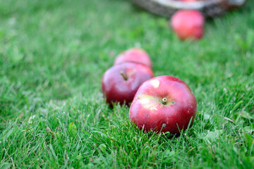 Several red trees on green grass in the garden