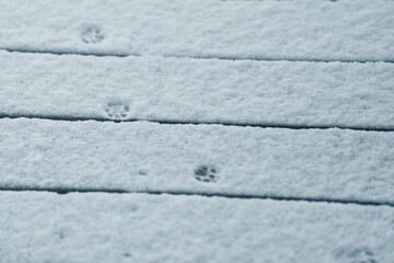 Fototapeta premium animal tracks on fresh snow