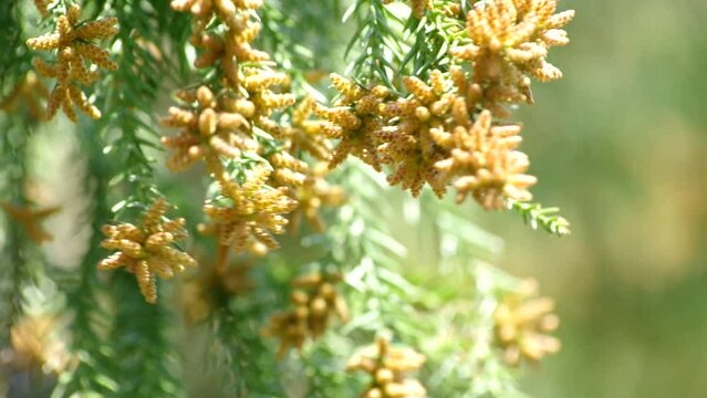 「杉花粉」の写真素材 | 5,968件の無料イラスト画像 | Adobe Stock