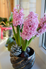 Beautiful pink hyacinth in the flower pot, indoors. 