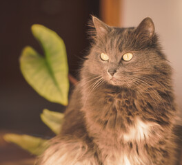 Interior portrait of a grey male cat. Concept of keeping home pets inside the house.