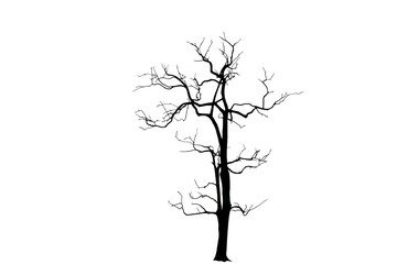 silhouette of dry tree on transparent background png file