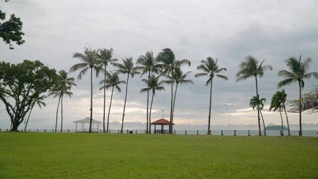 Tanjung Aru Beach -Tall Coconut Palms with Overcast Cloudy Skyline at Sunset - establishing shot