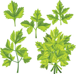 parsley fresh leaf set cartoon vector illustration