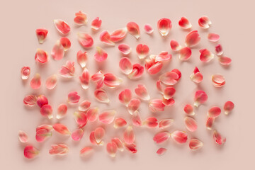 Flower petals on a pink background. The pattern is made of peony petals.