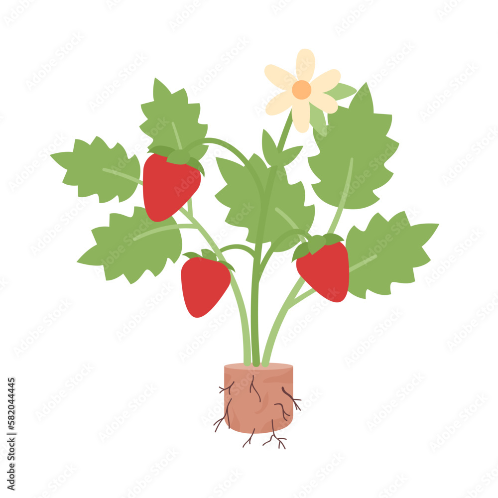 Poster strawberry seedling semi flat color vector object. small fruit plant. editable icon. full sized elem