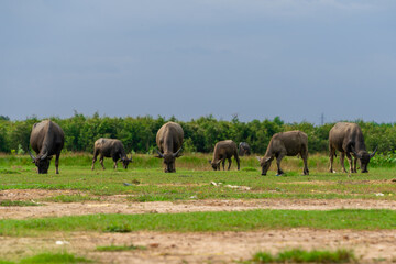 Buffalo Vietnam, Long An province, standing on the riverbank with green grass. Scenery of Asian domestic animals. Large animals in the habitat.