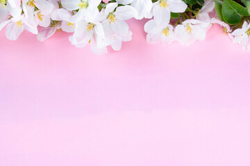 Fototapeta na wymiar A beautiful sprig of an apple tree with white flowers against a pink background. Blossoming branch. Spring still life. Place for text. Concept of spring or mom day