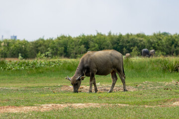 Fototapeta premium Buffalo Vietnam, Long An province, standing on the riverbank with green grass. Scenery of Asian domestic animals. Large animals in the habitat.