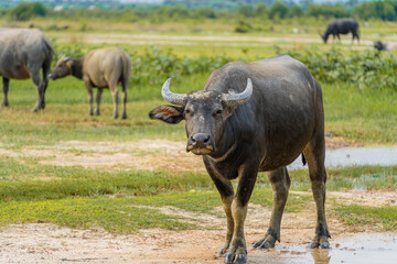 Obraz premium Buffalo Vietnam, Long An province, standing on the riverbank with green grass. Scenery of Asian domestic animals. Large animals in the habitat.