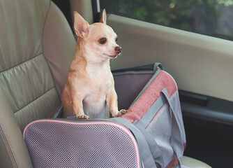 brown chihuahua dog   standing in  traveler pet carrier bag in car seat, looking outside. Safe...