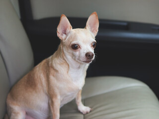  brown chihuahua dog sitting  on car seat, looking outside. travel with animals.