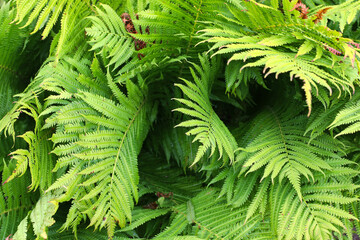 Fototapeta na wymiar Green fern leaves shot from above