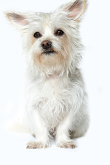 Weißer Malteser-Havaneser Mischling