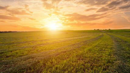 Sunset at cultivated land in the countryside on a summer.