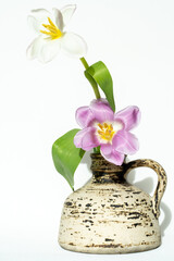 Weiße und rosa Tulpe in der Vase