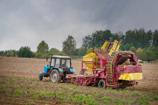 Tractor With Semi Trailed Potato Harvester Work On Farm Field. Potato Growing And Harvesting On Field With Combine Machine. Agricultural Potato Combine Harvester At Field. Seasonal Potatoes Harvesting