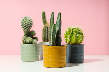 Cozy hobby growing house or indoor plants - cactus