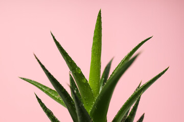 Cozy hobby growing house or indoor plants - cactus