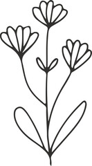 collection forest fern eucalyptus art foliage natural
leaves herbs inline style. Decorative beauty, elegant illustration 
Vector flower Botanical