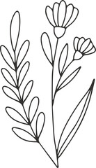 collection forest fern eucalyptus art foliage natural
leaves herbs inline style. Decorative beauty, elegant illustration 
Vector flower Botanical